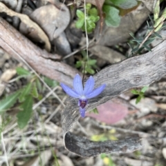 Cyanicula caerulea (Blue Fingers, Blue Fairies) at Googong, NSW - 18 Sep 2022 by Mavis