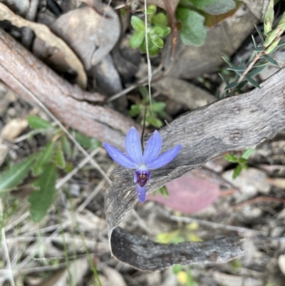 Cyanicula caerulea (Blue Fingers, Blue Fairies) at Googong, NSW - 18 Sep 2022 by Mavis