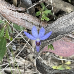 Cyanicula caerulea at Googong, NSW - suppressed