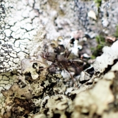 Rhytidoponera sp. (genus) (Rhytidoponera ant) at Aranda, ACT - 6 Sep 2022 by CathB