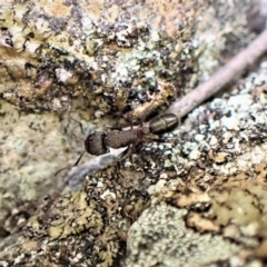 Rhytidoponera sp. (genus) at Aranda, ACT - 6 Sep 2022