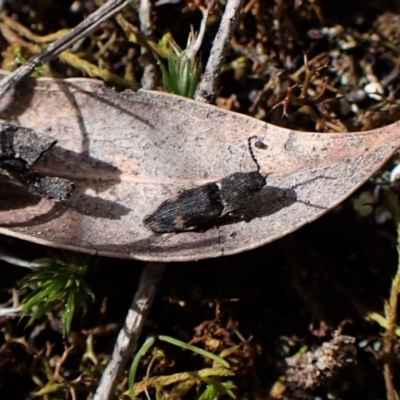 Pseudaeolus sp. (genus) (A click beetle) at Aranda Bushland - 7 Sep 2022 by CathB