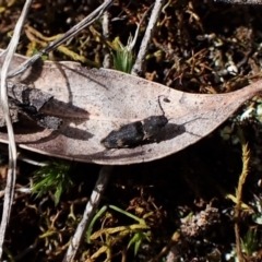 Pseudaeolus sp. (genus) at Aranda, ACT - 7 Sep 2022