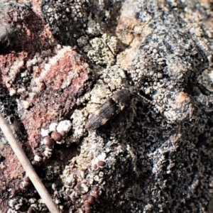 Pseudaeolus sp. (genus) at Aranda, ACT - 7 Sep 2022