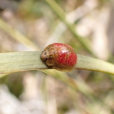 Paropsisterna fastidiosa (Eucalyptus leaf beetle) at Aranda Bushland - 7 Sep 2022 by CathB