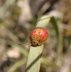 Paropsisterna fastidiosa at Molonglo Valley, ACT - 7 Sep 2022 11:24 AM