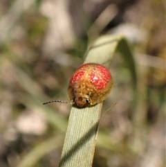 Paropsisterna fastidiosa at Molonglo Valley, ACT - 7 Sep 2022
