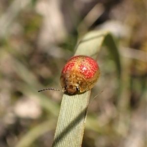 Paropsisterna fastidiosa at Molonglo Valley, ACT - 7 Sep 2022 11:24 AM