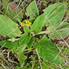 Cymbonotus sp. (preissianus or lawsonianus) (Bears Ears) at Mount Mugga Mugga - 18 Sep 2022 by Mike