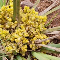 Lomandra bracteata at Jerrabomberra, ACT - 18 Sep 2022