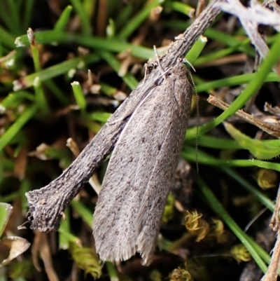 Chezala privatella (A Concealer moth) at Aranda Bushland - 7 Sep 2022 by CathB