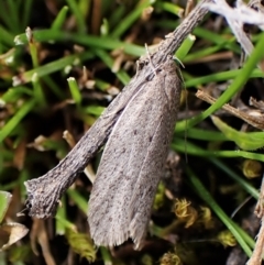 Chezala privatella (A Concealer moth) at Molonglo Valley, ACT - 7 Sep 2022 by CathB