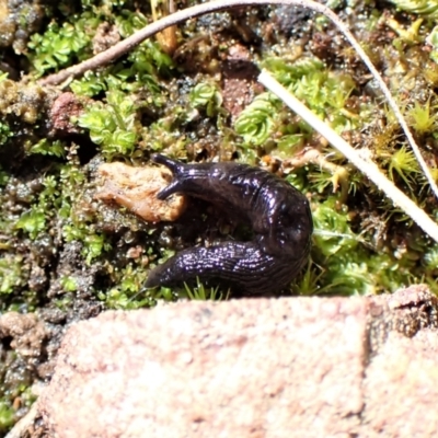 Deroceras laeve (Marsh Slug) at Aranda Bushland - 7 Sep 2022 by CathB