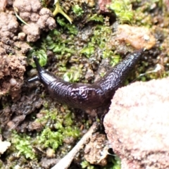 Deroceras laeve at Aranda Bushland - 7 Sep 2022