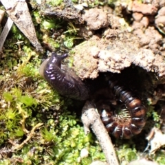 Deroceras laeve at Aranda Bushland - 7 Sep 2022