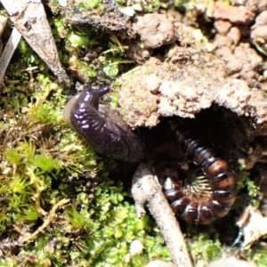 Deroceras laeve at Aranda Bushland - 7 Sep 2022