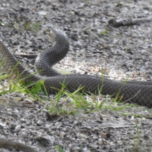 Pseudonaja textilis at Hawks Nest, NSW - 18 Sep 2022