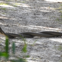 Pseudonaja textilis at Hawks Nest, NSW - 18 Sep 2022