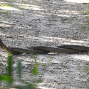 Pseudonaja textilis at Hawks Nest, NSW - 18 Sep 2022