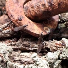 Papyrius nitidus (Shining Coconut Ant) at Molonglo Valley, ACT - 7 Sep 2022 by CathB