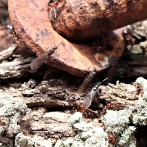 Papyrius nitidus at Molonglo Valley, ACT - 7 Sep 2022