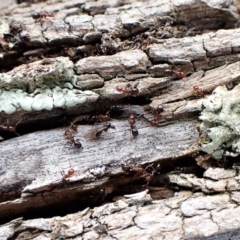 Papyrius nitidus at Molonglo Valley, ACT - 7 Sep 2022