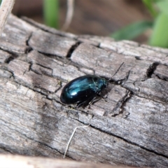 Arsipoda chrysis (Flea beetle) at Aranda Bushland - 7 Sep 2022 by CathB