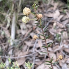 Acacia ulicifolia (Prickly Moses) at Ginninderry Conservation Corridor - 18 Sep 2022 by JaneR