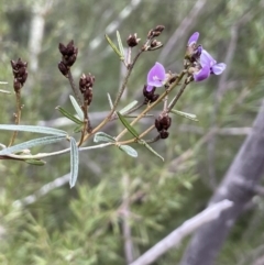 Glycine clandestina (Twining Glycine) at Ginninderry Conservation Corridor - 18 Sep 2022 by JaneR