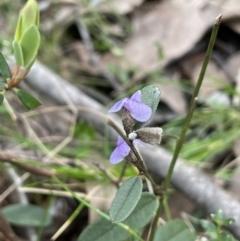 Hovea heterophylla (Common Hovea) at Ginninderry Conservation Corridor - 18 Sep 2022 by JaneR