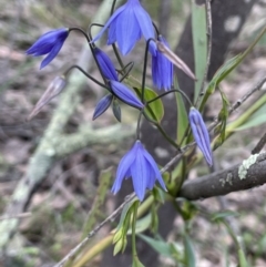 Stypandra glauca (Nodding Blue Lily) at Ginninderry Conservation Corridor - 18 Sep 2022 by JaneR