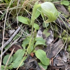 Pterostylis nutans (Nodding Greenhood) at Coree, ACT - 18 Sep 2022 by JaneR