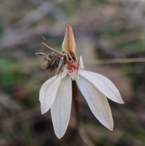 Heliocosma (genus - immature) at Black Mountain - 13 Sep 2022