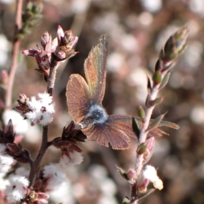 Erina hyacinthina (Varied Dusky-blue) at Aranda, ACT - 13 Sep 2022 by CathB