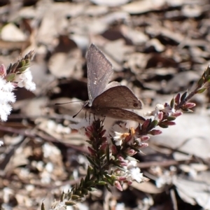 Erina hyacinthina at Aranda, ACT - 13 Sep 2022 03:14 PM