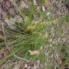 Lomandra filiformis subsp. filiformis (Wattle Matrush) at Aranda, ACT - 28 Aug 2022 by CathB