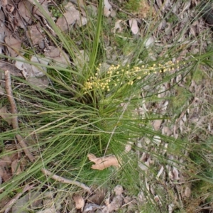 Lomandra filiformis subsp. filiformis at Aranda, ACT - 28 Aug 2022