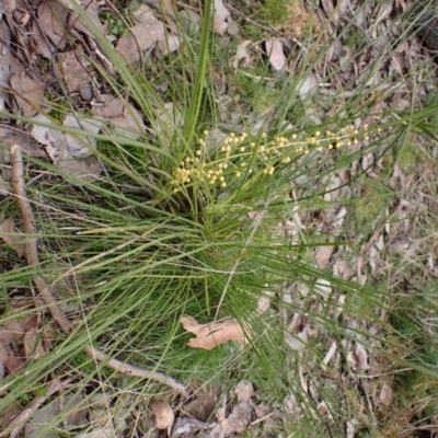 Lomandra filiformis subsp. filiformis (Wattle Matrush) at Aranda Bushland - 28 Aug 2022 by CathB