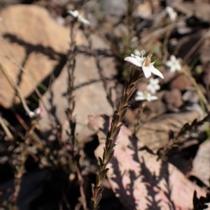 Rhytidosporum procumbens at Molonglo Valley, ACT - 13 Sep 2022