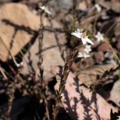 Rhytidosporum procumbens (White Marianth) at Molonglo Valley, ACT - 13 Sep 2022 by CathB