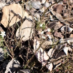 Rhytidosporum procumbens at Molonglo Valley, ACT - 13 Sep 2022