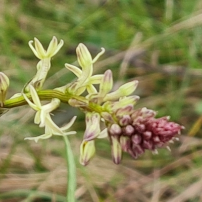 Stackhousia monogyna (Creamy Candles) at Mount Mugga Mugga - 18 Sep 2022 by Mike