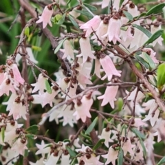 Cryptandra amara (Bitter Cryptandra) at Mount Mugga Mugga - 18 Sep 2022 by Mike