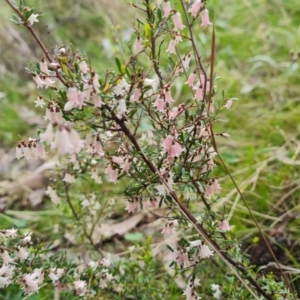 Cryptandra amara at Jerrabomberra, ACT - 18 Sep 2022