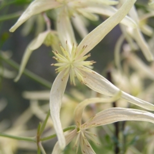 Clematis leptophylla at Cook, ACT - 18 Sep 2022