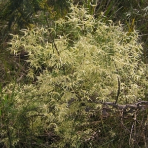 Clematis leptophylla at Cook, ACT - 18 Sep 2022