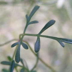 Clematis leptophylla at Cook, ACT - 18 Sep 2022