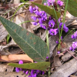 Hardenbergia violacea at Aranda, ACT - 18 Sep 2022