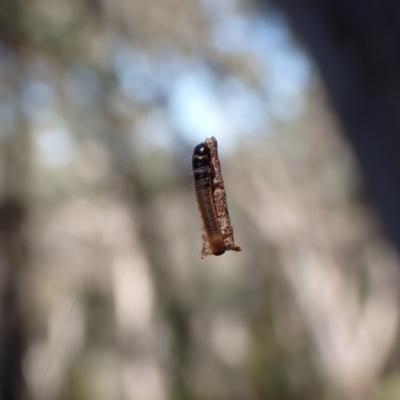 Unidentified Case moth (Psychidae) at Aranda, ACT - 21 Aug 2022 by CathB