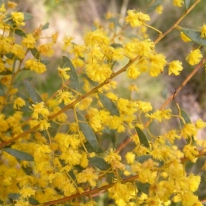 Acacia buxifolia subsp. buxifolia at Molonglo Valley, ACT - 18 Sep 2022 01:10 PM